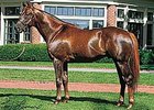 Aragorn Sires First Foal Aragorn Sires First Foal