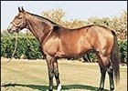 Lane's End Stallion Summer Squall Pensioned Lane's End Stallion Summer Squall Pensioned