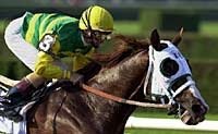 Commendable, Tiznow Head Small Super Derby Field Commendable, Tiznow Head Small Super Derby Field