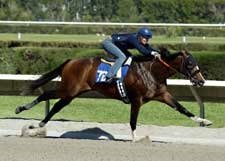 Tiznow Colt Sizzles During Fasig-Tipton Under Tack Show Tiznow Colt Sizzles During Fasig-Tipton Under Tack Show