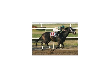 Saintly Look, multiple stakes winner runs in Sunday's Risen Star Stakes.