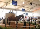 Darwin sold for $1.3 million at the Fasig-Tipton Florida select juvenile auction in March.