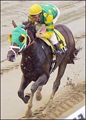 Boston Bull Smokes Cowdin Stakes Foes Boston Bull Smokes Cowdin Stakes Foes