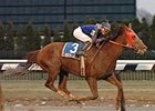 Tamburello Stays the Distance in Gallant Fox Tamburello Stays the Distance in Gallant Fox