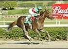 Victory U. S. A., will be shipped to New Orleans for the Fair Grounds Oaks.