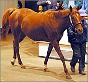 Strong International Presence at Tattersalls Breeding Stock Sale Opener Strong International Presence at Tattersalls Breeding Stock Sale Opener