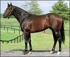 First Winner for Desert Warrior First Winner for Desert Warrior