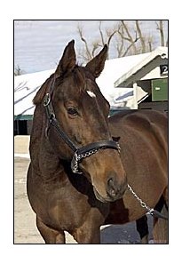 Beckys Shirt, brought top price at Keeneland January sale.