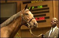 Seeking the Gold Filly Brings $3.7 Million Seeking the Gold Filly Brings $3.7 Million