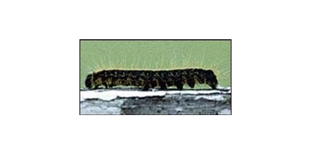 Eastern tent caterpillar