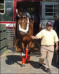 Afleet Alex Motors Through Three-Mile Gallop Afleet Alex Motors Through Three-Mile Gallop