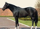 Kafwain to Stand at Hurstland Kafwain to Stand at Hurstland