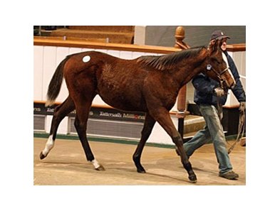 A Dutch Art colt topped the final session of the Tattersalls December Foal Sale at 105,000 guineas.