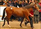 Specifically tops third day of action at Tattersalls auction.