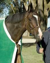 Lava Man Ships Early, Settles in at Keeneland Lava Man Ships Early, Settles in at Keeneland
