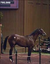 Unbridled's Song Colt Sells for $700,000 Thursday Unbridled's Song Colt Sells for $700,000 Thursday