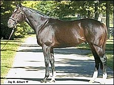 Medaglia d'Oro, Marquetry, Doneraile Court to Launch Stonewall Stallion Division Medaglia d'Oro, Marquetry, Doneraile Court to Launch Stonewall Stallion Division