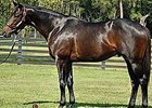 The Daddy Sires First Foal The Daddy Sires First Foal