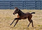 Champion Curlin Sires First Foal Champion Curlin Sires First Foal