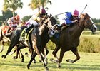 Ballast splits horses to take the Tropical Turf Handicap.