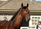 Big Brown at Three Chimneys<br><a target="blank" href="http://www.bloodhorse.com/horse-racing/photo-store?ref=http%3A%2F%2Fpictopia.com%2Fperl%2Fgal%3Fprovider_id%3D368%26ptp_photo_id%3D6609293%26ref%3Dstory">Order This Photo</a>