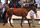 Seitz Buys Tattersalls Sale Topper Seitz Buys Tattersalls Sale Topper