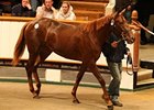 Lot #502, filly; Galileo - Brigid by Irish River, brought 1.7 million guineas on October 7 at the Tattersalls October yearling sale.