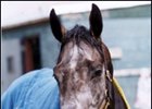 Wheelaway Retired to McMahon of Saratoga Wheelaway Retired to McMahon of Saratoga