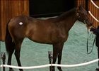 Empire Maker, Mineshaft Fillies Fetch Seven Figures at Saratoga Empire Maker, Mineshaft Fillies Fetch Seven Figures at Saratoga