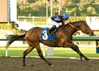 Bob Black Jack returns with a dominating performance in the San Carlos.<br><a target="blank" href="http://www.bloodhorse.com/horse-racing/photo-store?ref=http%3A%2F%2Fpictopia.com%2Fperl%2Fgal%3Fprovider_id%3D368%26ptp_photo_id%3D8802809%26ref%3Dstory">Order This Photo</a>