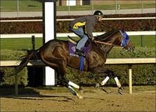 Trainer McGee Hopes Suave Can Improve on 2005 Classic Effort Trainer McGee Hopes Suave Can Improve on 2005 Classic Effort