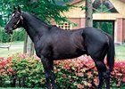 Sunday Silence, sire of Matsurida Gogh.