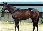 The Sale-Topper, c. Pleasant Tap - Tensie's Pro by Distinctive Pro.