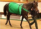 Hearts of Fire Tops Tattersalls Opener Hearts of Fire Tops Tattersalls Opener