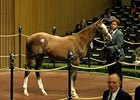 Top-priced weanling on the day was hip#529, an Unbridled's Song - Offshore Breeze filly, who brought $350,000.