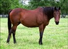 Taba, Dam of Turkoman, Dies Taba, Dam of Turkoman, Dies