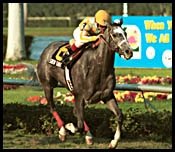 Gulfstream Park Race Report: Mirror Image Gulfstream Park Race Report: Mirror Image