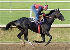 Classic Pedigree: Roses in May Has Classic Potential Classic Pedigree: Roses in May Has Classic Potential