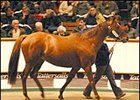 Ramruma, brought a record price at Tattersalls December sale Tuesday.
