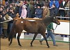 Moments of Joy, brought top price at Tuesday's record session of Tattersalls December sale.