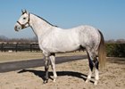 Grade II winner Wimbledon gets his first winner.