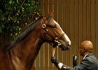 Hip 14 A.P.Indy-Balance sold for $4,200,000 at the Keeneland Yearling Sales in Lexington, KY.