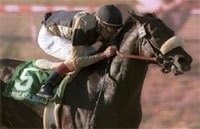 Walkslikeaduck Equals Course Record in Del Mar Derby Walkslikeaduck Equals Course Record in Del Mar Derby