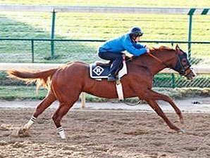 Dullahan, Shackleford Drill for Romans Dullahan, Shackleford Drill for Romans
