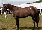 Maria's Mon Colt Tops Opener of Fasig-Tipton Midlantic Sale Maria's Mon Colt Tops Opener of Fasig-Tipton Midlantic Sale