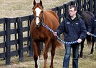 Champion Rags to Riches' First Foal Champion Rags to Riches' First Foal