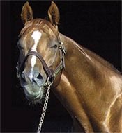 Hennessy Gets First Australian Group I Classic Winner Hennessy Gets First Australian Group I Classic Winner