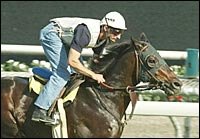 TVG's Corey Black Elated in His Many Roles TVG's Corey Black Elated in His Many Roles