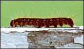 Researchers Shift Attention to Eastern Tent Caterpillar Researchers Shift Attention to Eastern Tent Caterpillar