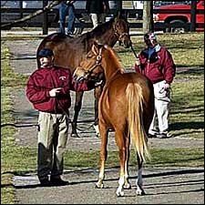 Mare in Foal to Johannesburg Tops Fasig-Tipton Opening Session Mare in Foal to Johannesburg Tops Fasig-Tipton Opening Session